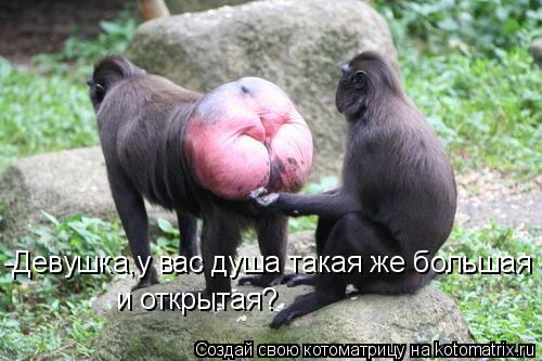 Котоматрица: -Девушка,у вас душа такая же большая и открытая?