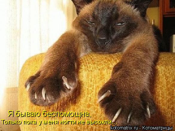Котоматрица: Я бываю беспомощна, Только пока у меня ногти не высохли...