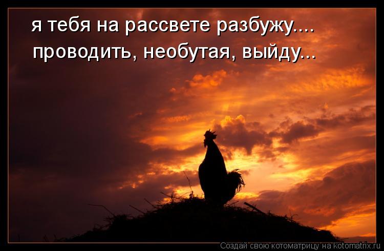 Котоматрица: я тебя на рассвете разбужу.... проводить, необутая, выйду...