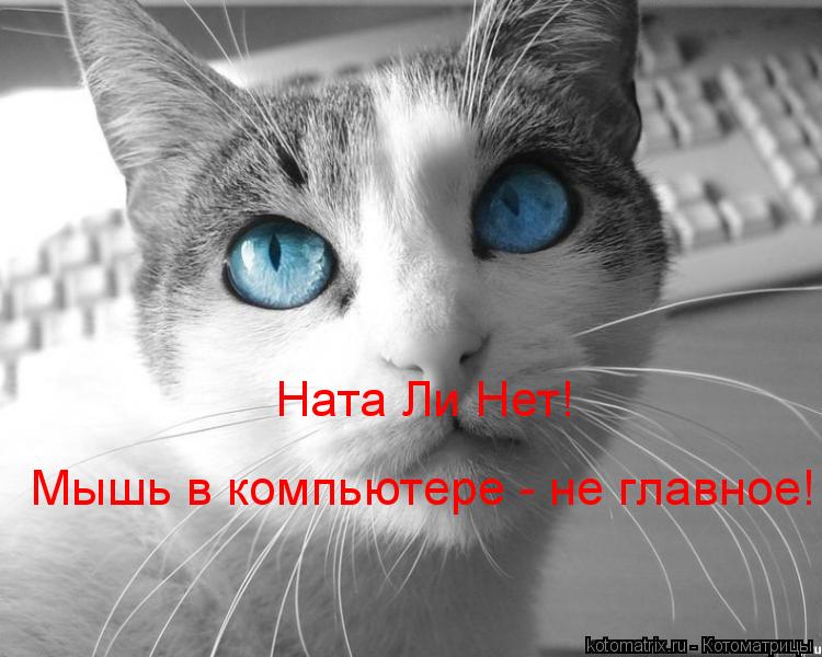 Ната Ли Нет! Мышь в компьютере - не главное!... Котоматрица: Ната Ли Нет! Мышь в компьютере - не главное!