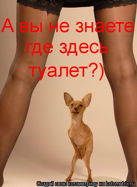 Котоматрица: А вы не знаете где здесь  туалет?)