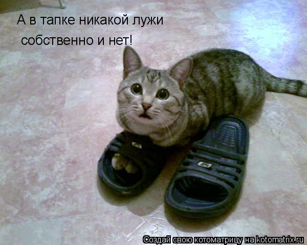 Котоматрица: А в тапке никакой лужи собственно и нет!