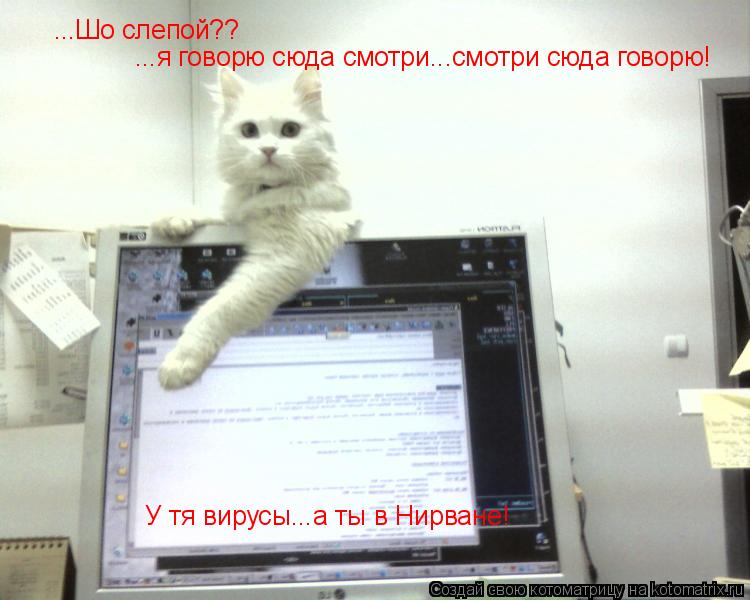 Котоматрица: ...Шо слепой?? ...я говорю сюда смотри...смотри сюда говорю! У тя вирусы...а ты в Нирване!