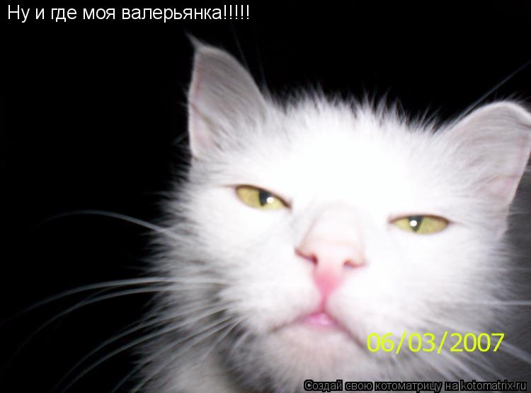 Котоматрица: Ну и где моя валерьянка!!!!!