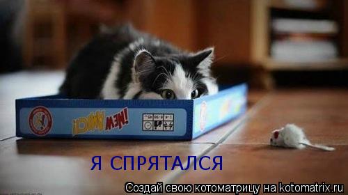 Котоматрица: Я СПРЯТАЛСЯ