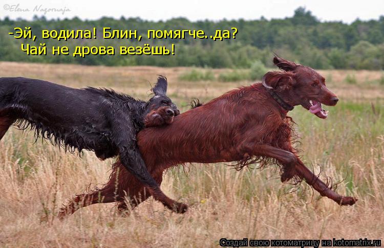 -Эй, водила! Блин, помягче..да? Чай не дрова везёшь!... Котоматрица: -Эй, водила! Блин, помягче..да? Чай не дрова везёшь!