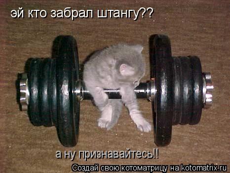 Котоматрица: эй кто забрал штангу?? а ну признавайтесь!!
