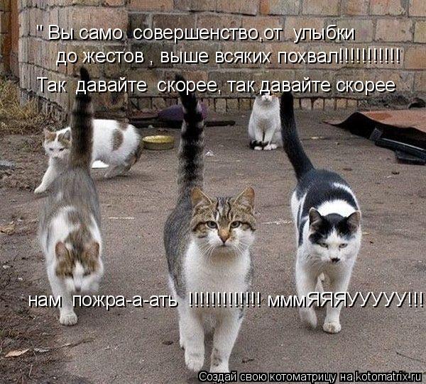 Котоматрица: " Вы само  совершенство,от  улыбки до жестов , выше всяких похвал!!!!!!!!!!! Так  давайте  скорее, так давайте скорее нам  пожра-а-ать  !!!!!!!!!!!!! 