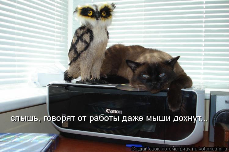 слышь, говорят от работы даже мыши дохнут...... Котоматрица: слышь, говорят от работы даже мыши дохнут...