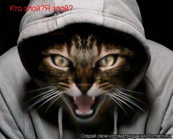 Котоматрица: Кто злой?Я злой?