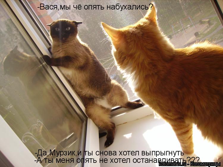 Котоматрица: -Вася,мы чё опять набухались? -Да,Мурзик,и ты снова хотел выпрыгнуть -А ты меня опять не хотел останавливать???
