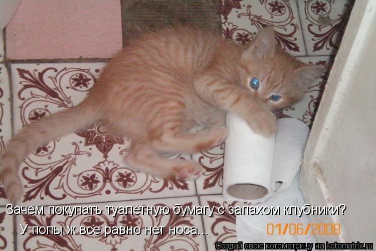 Котоматрица: Зачем покупать туалетную бумагу с запахом клубники? У попы ж все равно нет носа...