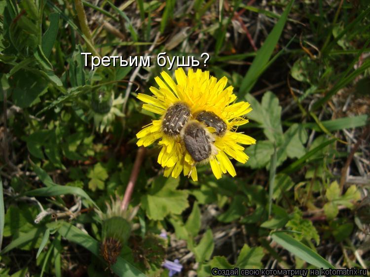 Третьим бушь?... Котоматрица: Третьим бушь?