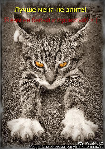 Котоматрица: Лучше меня не злите!  Я вам не белый и пушистый! >:(