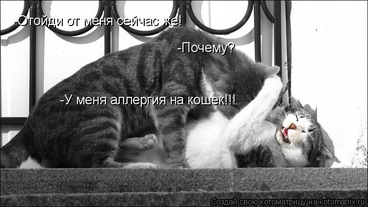 Котоматрица: -Отойди от меня сейчас же!  -Почему?  -У меня аллергия на кошек!!!