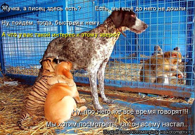Котоматрица: Ну, про него же всё время говорят!!! Жучка, а писец здесь есть?        Есть, мы ещё до него не дошли. Мы хотим посмотреть, как он всему настал... Ну, 