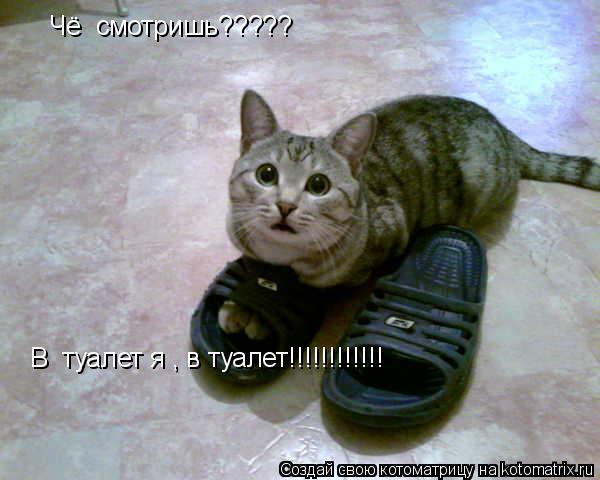 Котоматрица: Чё  смотришь????? В  туалет я , в туалет!!!!!!!!!!!!