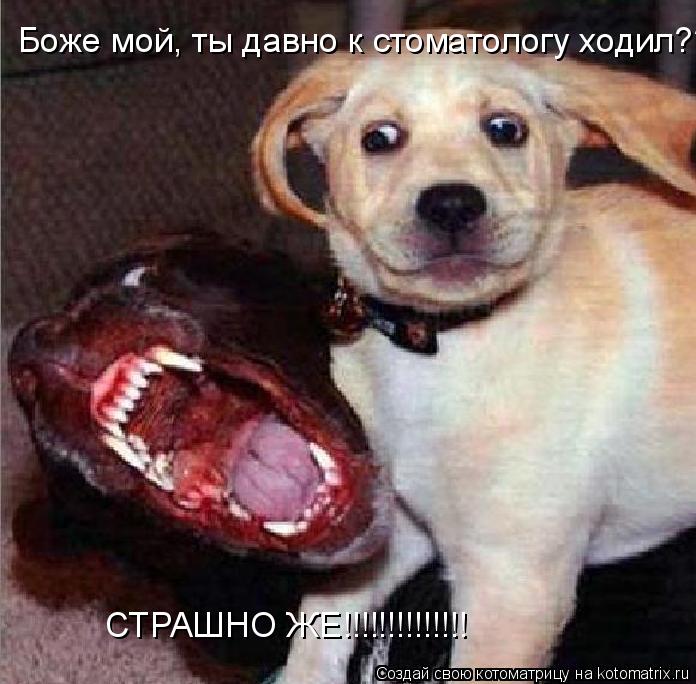 Котоматрица: Боже мой, ты давно к стоматологу ходил??? СТРАШНО ЖЕ!!!!!!!!!!!!!!