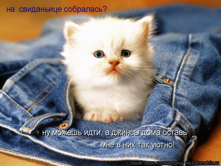 на свиданьице собралась? ну можешь идти, а джинсы дома оставь мне в них так уютно!... Котоматрица: на свиданьице собралась? ну можешь идти, а джинсы дома оставь мне в них так уютно!