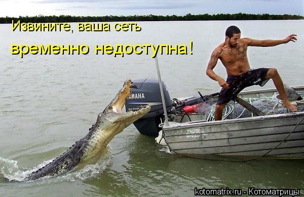 Извините, ваша сеть временно недоступна!... Котоматрица: Извините, ваша сеть временно недоступна!