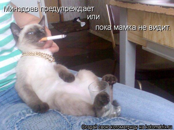 Котоматрица: Минздрав предупреждает  пока мамка не видит или  .