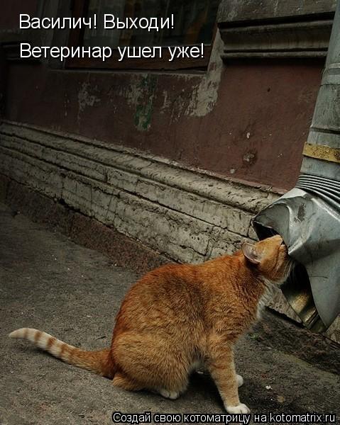 Василич! Выходи! Ветеринар ушел уже!... Котоматрица: Василич! Выходи! Ветеринар ушел уже!