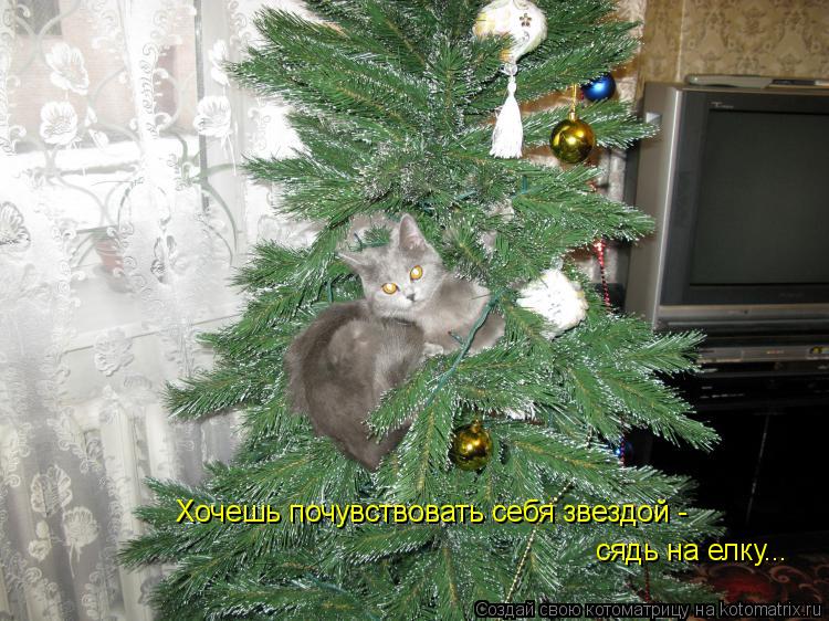 Котоматрица: Хочешь почувствовать себя звездой - сядь на елку...