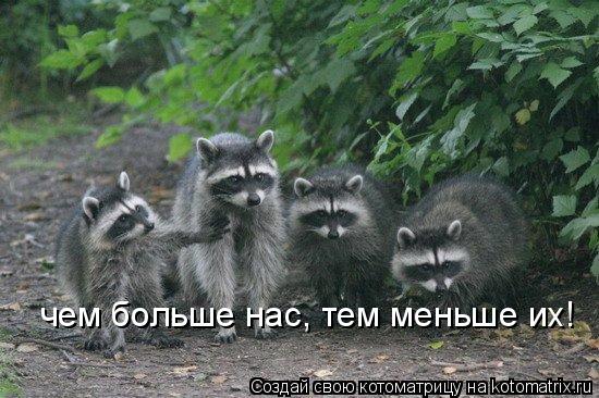 Котоматрица: чем больше нас, тем меньше их!