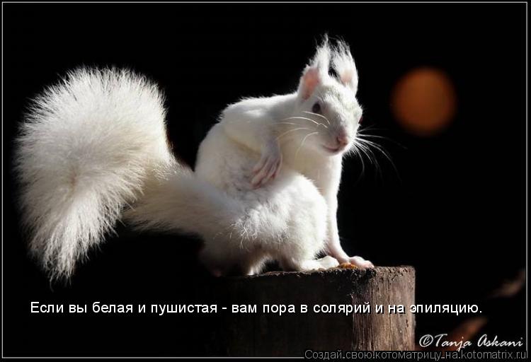 Котоматрица: Если вы белая и пушистая - вам пора в солярий и на эпиляцию.