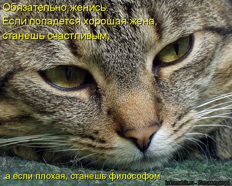 Котоматрица: Обязательно женись.  Если попадется хорошая жена,  станешь счастливым, а если плохая, станешь философом