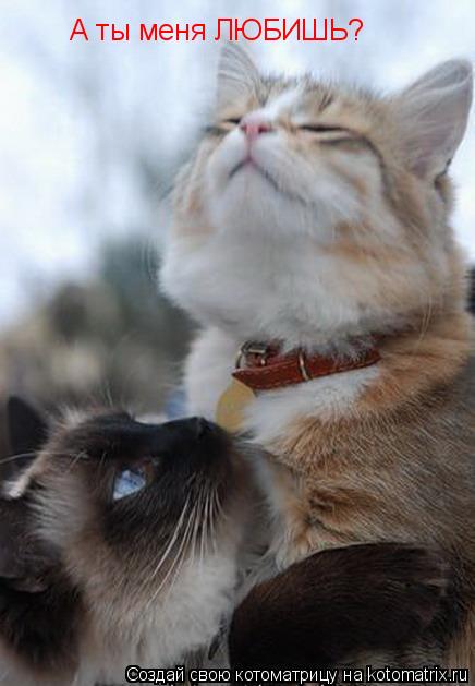Котоматрица: А ты меня ЛЮБИШЬ?