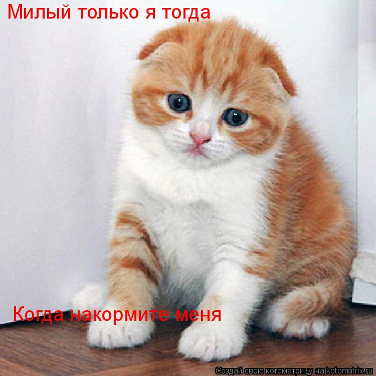 Котоматрица: Милый только я тогда Когда накормите меня