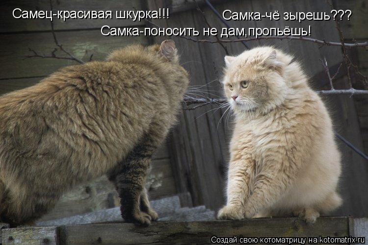 Котоматрица: Самка-чё зырешь??? Самец-красивая шкурка!!! Самка-поносить не дам,пропьёшь!