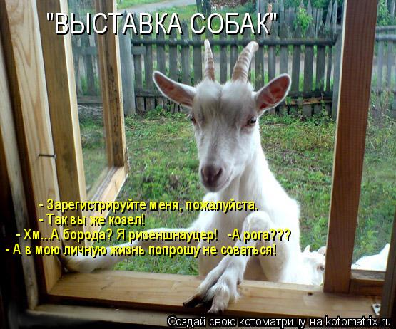 Котоматрица: "ВЫСТАВКА СОБАК" - Зарегистрируйте меня, пожалуйста. - Так вы же козел! - Хм...А борода? Я ризеншнауцер!   -А рога??? - А в мою личную жизнь попрошу н