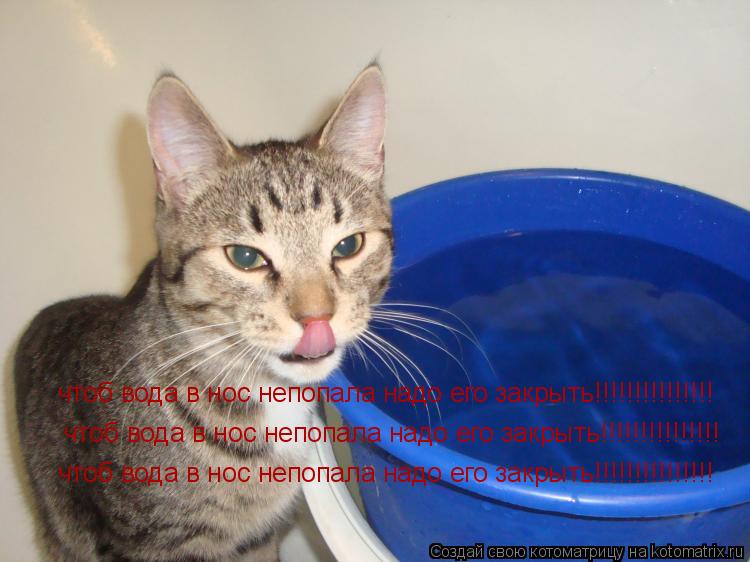 Котоматрица: клас  чтоб вода в нос непопала надо его закрыть!!!!!!!!!!!!!!! чтоб вода в нос непопала надо его закрыть!!!!!!!!!!!!!!! чтоб вода в нос непопала надо 