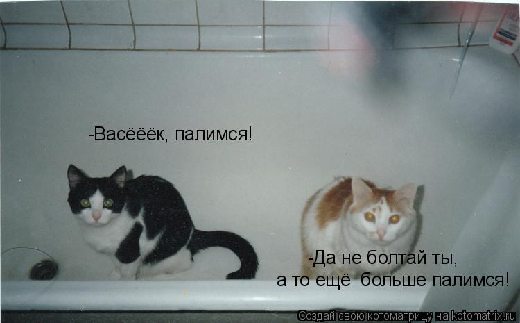 Котоматрица: -Васёёёк, палимся! -Да не болтай ты,  а то ещё  больше палимся!