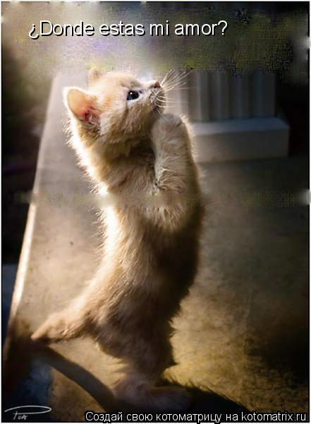 ¿Donde estas mi amor?... Котоматрица: ¿Donde estas mi amor?