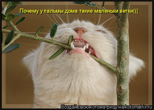 Почему у пальмы дома такие маленьки ветки(((... Котоматрица: Почему у пальмы дома такие маленьки ветки(((