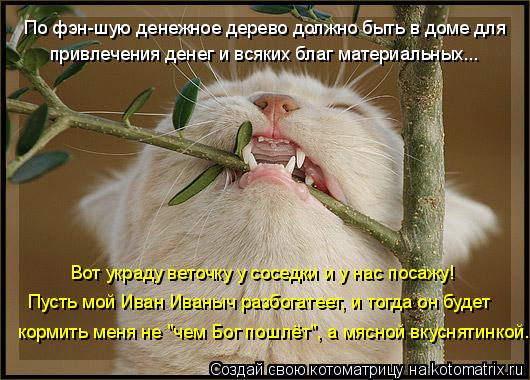 По фэн-шую денежное дерево должно быть в доме для привлечения денег и всяких благ материальных... Вот... Котоматрица: По фэн-шую денежное дерево должно быть в доме для привлечения денег и всяких благ материальных... Вот украду веточку у соседки и у нас посажу