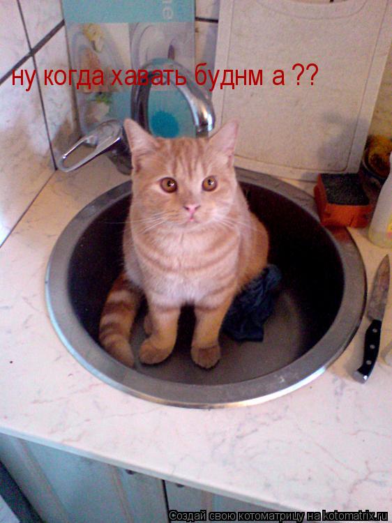 ну когда хавать буднм а ??... Котоматрица: ну когда хавать буднм а ??