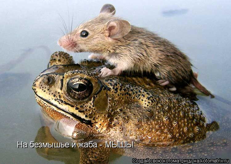 На безмышье и жаба - МЫШЬ!... Котоматрица: На безмышье и жаба - МЫШЬ!