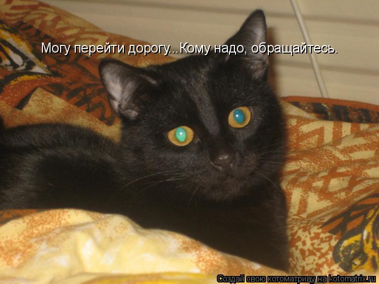 Котоматрица: Могу перейти дорогу...Кому надо, обращайтесь.