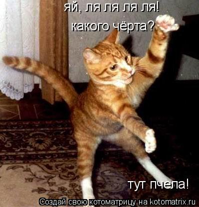 Котоматрица: яй, ля ля ля ля! какого чёрта? тут пчела!