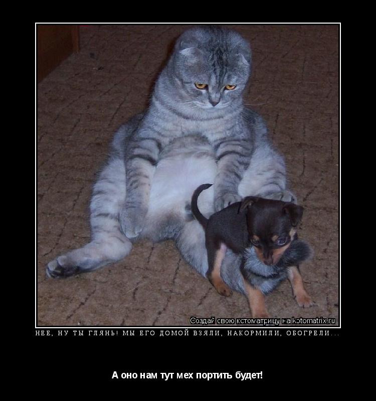 Котоматрица: Нее, ну ты глянь! Мы его домой взяли, накормили, обогрели... А оно нам тут мех портить будет!
