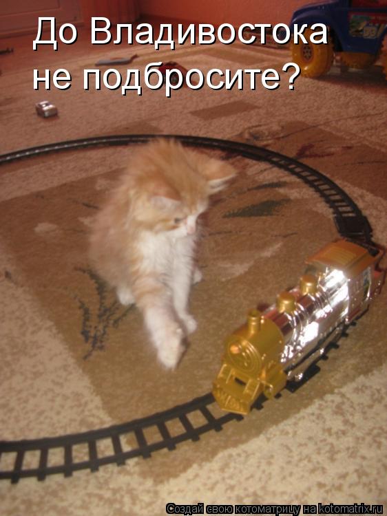 Котоматрица: До Владивостока не подбросите?