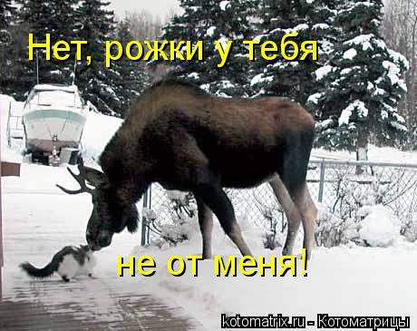 Котоматрица: Нет, рожки у тебя  не от меня!