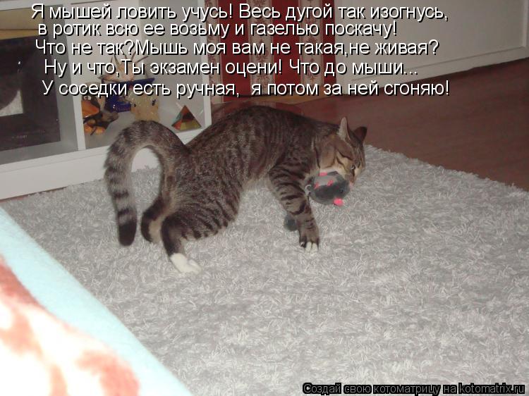 Я мышей ловить учусь! Весь дугой так изогнусь, в ротик всю ее возьму и газелью поскачу! Что не так?Мы... Котоматрица: Я мышей ловить учусь! Весь дугой так изогнусь, в ротик всю ее возьму и газелью поскачу! Что не так?Мышь моя вам не такая,не живая? Ну и что,Ты э