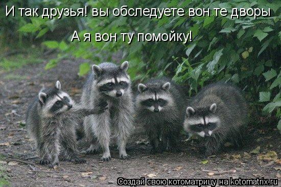 И так друзья! вы обследуете вон те дворы А я вон ту помойку!... Котоматрица: И так друзья! вы обследуете вон те дворы А я вон ту помойку!