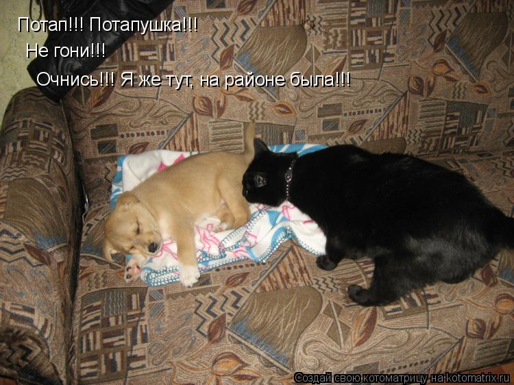 Котоматрица: Потап!!! Потапушка!!! Не гони!!! Очнись!!! Я же тут, на районе была!!!