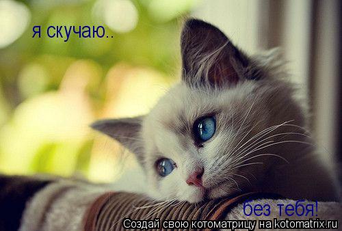 я скучаю.. без тебя!... Котоматрица: я скучаю.. без тебя!